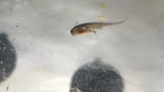 African dwarf frog Tadpole progress. 24 hours to 7 weeks