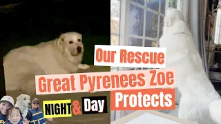 Our Pyrenees Dog Protects 24/7  #greatpyreneesdog #greatpyrenees #greatpyreneesprotects