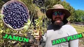 EASIEST Tropical Tree To Grow: JAMUN - JAVA PLUM Growing TIPS