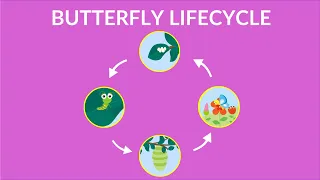 Life Cycle of a Butterfly - Butterfly Life Cycle