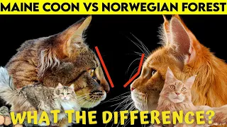 Norwegian Forest Cat vs Maine Coon - Which is The Best?