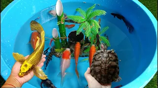 Cute Animals,koi fish,golfish,turtle#fish #cuteanimals