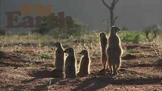 WildEarth - Sunrise -  19 November 2020