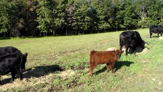 Highland and Angus Cows Eating Hay