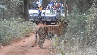 Tiger Sighting -Tadoba Tiger Reserve