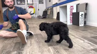 Dani Tieman (Week 1) - Portuguese Water Dog puppy Training
