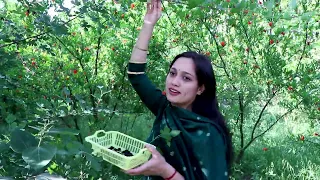 Harvesting Mountain Black Mulberry🍇 || Mulberry Juice Processing - Health Benefits🍇🍇