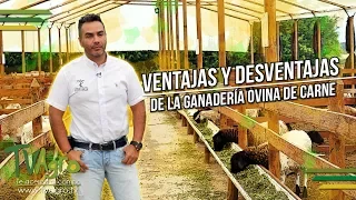 Ventajas y Desventajas de la Ganadería Ovina de Carne - Corderos - TvAgro por Juan Gonzalo Angel