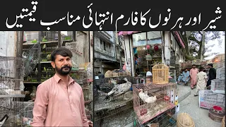 College road birds market Rawalpindi | Sunday Birds Market 🥰