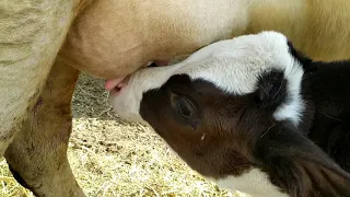 🥰🐄✨ Коровы — священны и являются олицетворением добродетели.