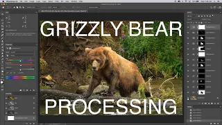 Making a Grizzly Bear Look His Best in Photoshop - Rich Seiling Processing Insights