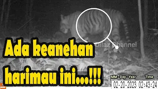 Harimau Sumatera hamil...??? - Video Kamera Trap di Lokasi baru