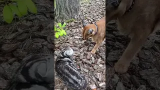 Cat meets a caracal…