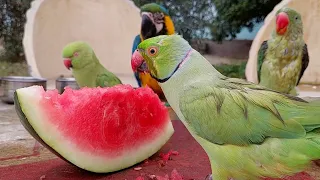 Amazing Indian Ringneck Parrot Eating Watermelon