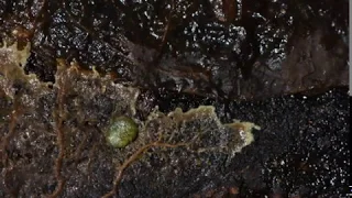 Slime mould time lapses