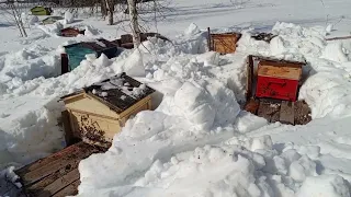 Пасека в лесу. Откопал пчел, они кааак полетели🐝🐝🐝😋🛖🍯