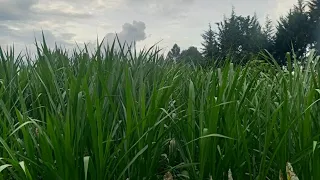 Seven steps on how to grow and utilise napier grass in a dairy farm.