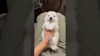 How to play with baby #samoyed #dog