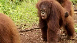 Rainy Season Gives Baby Orangutans Their Own Waterpark