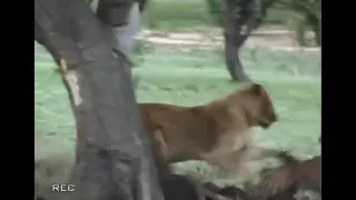 Львица убила гепарда/The lioness killed the cheetah.