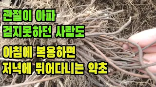 으아리(위령선)―통증을 신속하게 없애주고 사지마비와 안면신경마비, 언어장애등의 마비증상을 치료하며, 담석을 배출시켜주는 탁월한 약초