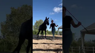 Déplacer un cheval sans exercer de pression 🤯 #entresesoreilles #cheval #equitation #minivlog