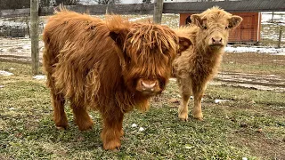 Mini Scottish Highland Cows!!