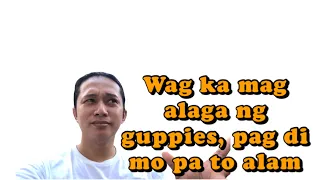 5 bagay na dapat mo malaman bago mag alaga ng guppies. By @guppymnlchannel1631