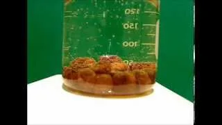 Plumping Raisins - A Simple Demonstration of Osmosis