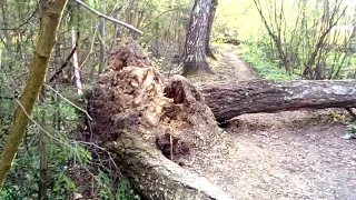 Аномальная зона в лесу