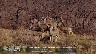 CANYON NORTH 77 RANCH 2132 ACRES FOR SALE CHILDRESS COUNTY TX