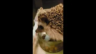 Cute Hedgehog CHIRPING SOUND! ( VERY CLEAR )