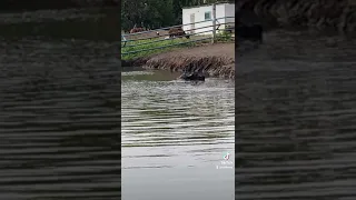 Буйвал в воде буйвол