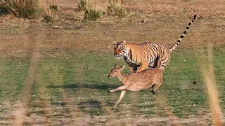 The Tiger is waiting to attack the Deer| Animal Fighting| #tiger #wild #deer #hunting #travel #life