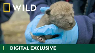 Newborn Wolf Pups Get First Checkup | Secrets Of The Zoo | National Geographic Wild UK