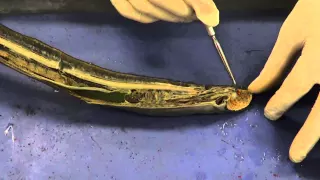 Lamprey Dissection 1