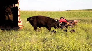 Loading 7 Bulls with 2 Cowdogs - Dagley Ranch Life Episode 6