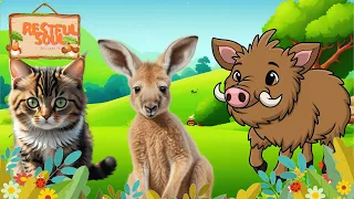 Soothing Animal Videos and Moments: Cat, Kangaroo, Pig - Enjoy Music Relax