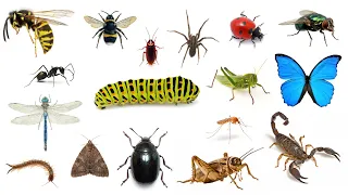 English Vocabulary - BUGS and INSECTS