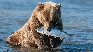 Американский медведь Гризли: интересные факты о животном, где обитает и как охотится огромный хищник
