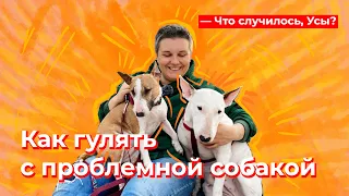 Что случилось, Усы? Как гулять с проблемной собакой