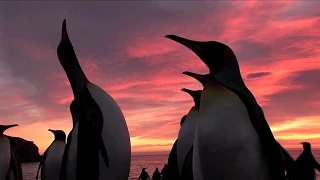 Wild King Penguins on South Georgia Island!