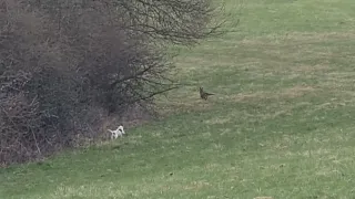 Parson Russell Terrier Hunt    - meets a Fox  2 VS Fuchs   Jagd. hunting.  baujagd