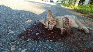 Kitten involved in an accident on the highway needs a Miracle to survive!