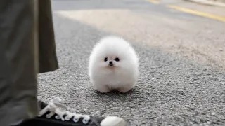 White Teacup Pomeranian │ Miniteacuppuppy