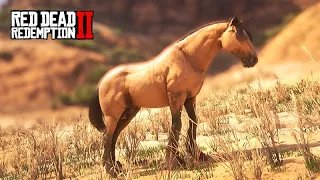 Sobrevivendo no DESERTO - Mestre Caçador  - Vida de Fazendeiro -  Red Dead Redemprion 2