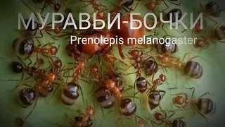 МУРАВЬИ- БОЧКИ ДОМА ! Prenolepis melanogaster