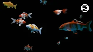 💥 HD Video 3d Hologram Aquarium | 🎼 With Music