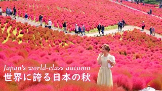 【ひたち海浜公園の秋】［Autumn at Hitachi Seaside Park］4K