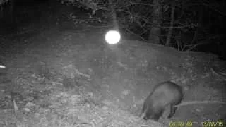 Badger and Mysterious Floating Orb
